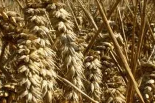 Cereal crops