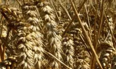 Cereal crops